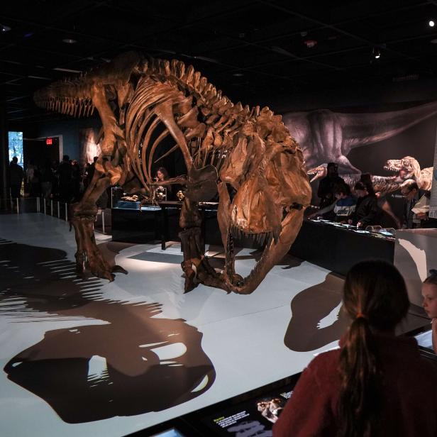 US-NEW-EXHIBITION-AT-NYC'S-MUSEUM-OF-NATURAL-HISTORY-CELEBRATES-