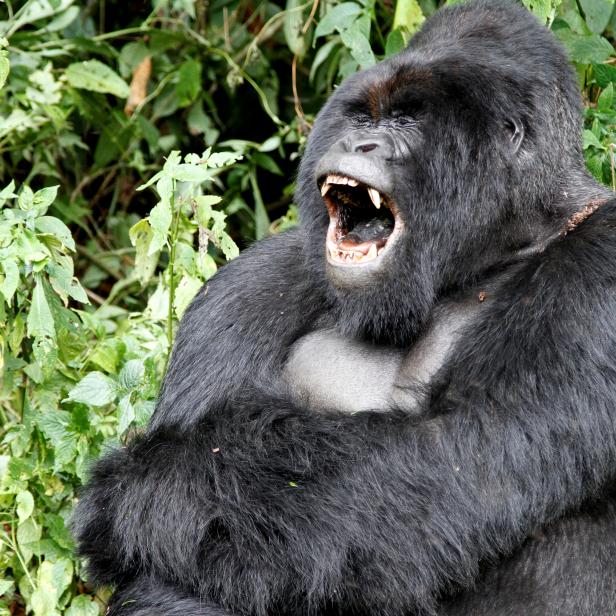 FILE PHOTO: An endangered silverback mountain gorilla yawns in Virunga National Park in eastern Democratic Republic of Congo