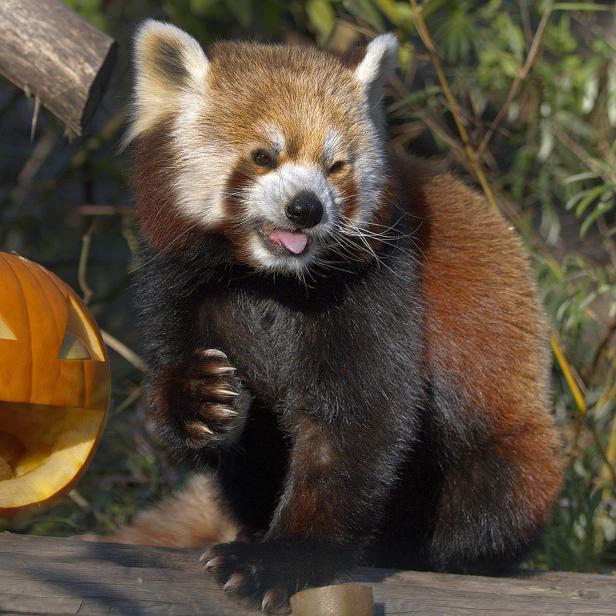 WIEN: TIERE IM TIERGARTEN SCHÖNBRUNN FEIERN HALLOWEEN