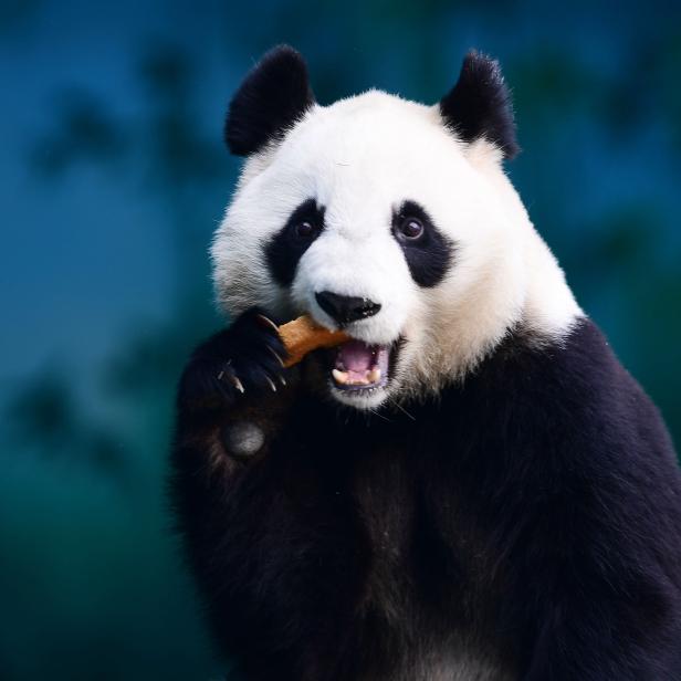 FILE-CHINA-ENVIRONMENT-CONSERVATION-SCIENCE-ANIMAL-OFFBEAT