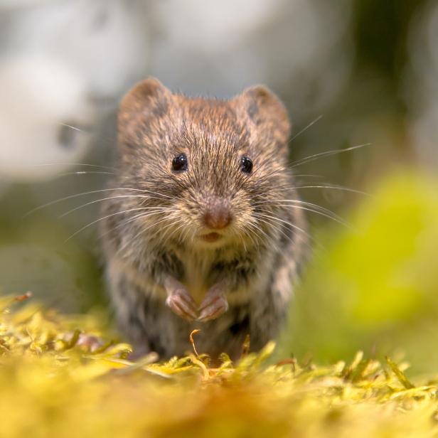 Frontal view of cute Bank vole