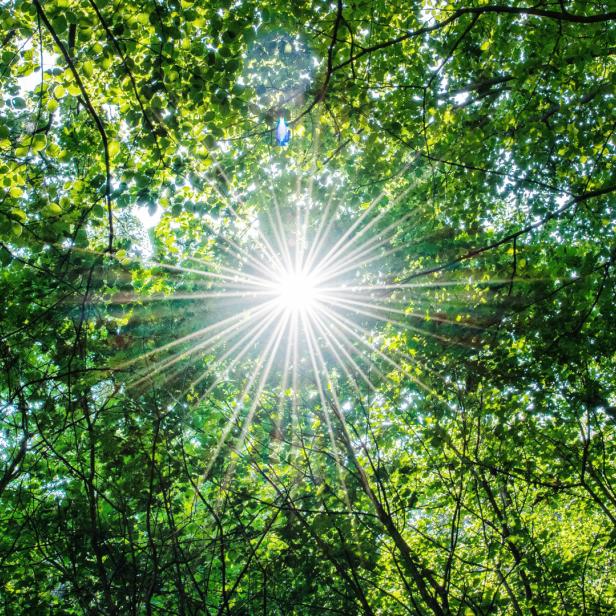 Michaelerberg-Pruggern will den Wald „klimafitter“ machen.