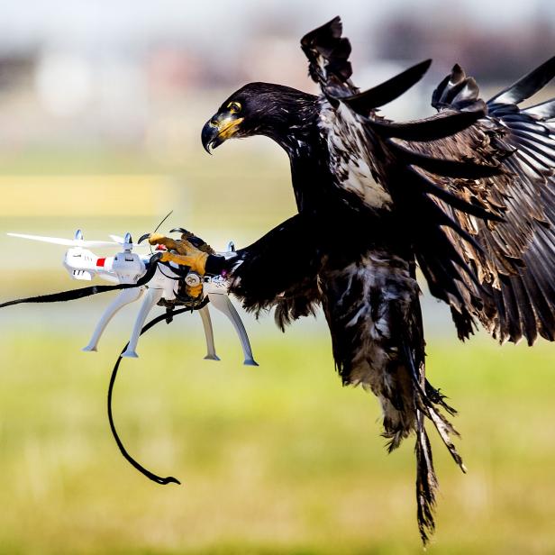 NETHERLANDS-ANIMAL-POLICE-EXERCISE