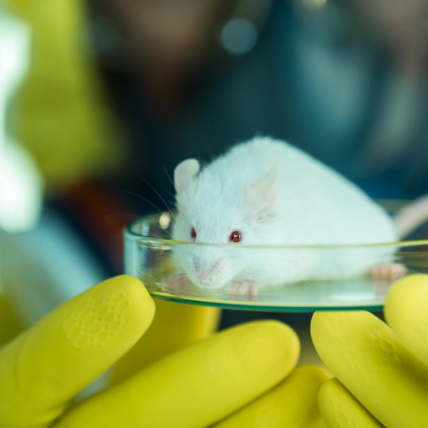 Eine weiße Maus sitzt in einer Petrischale, die von gelben Handschuhen gehalten wird.