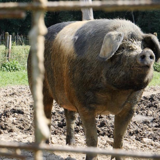 Ein schmutziges, hellbraun-schwarz geflecktes Schwein steht hinter einem Zaun.