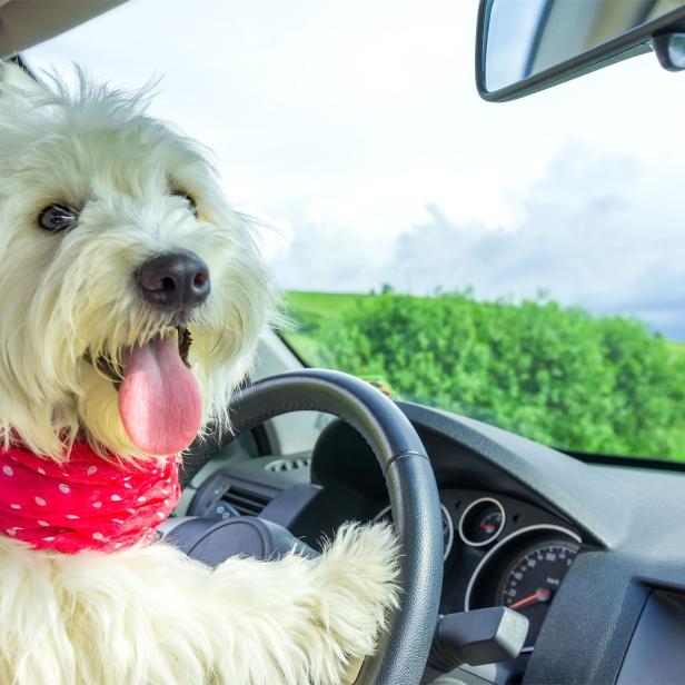 Dog driving a steering wheel in a car