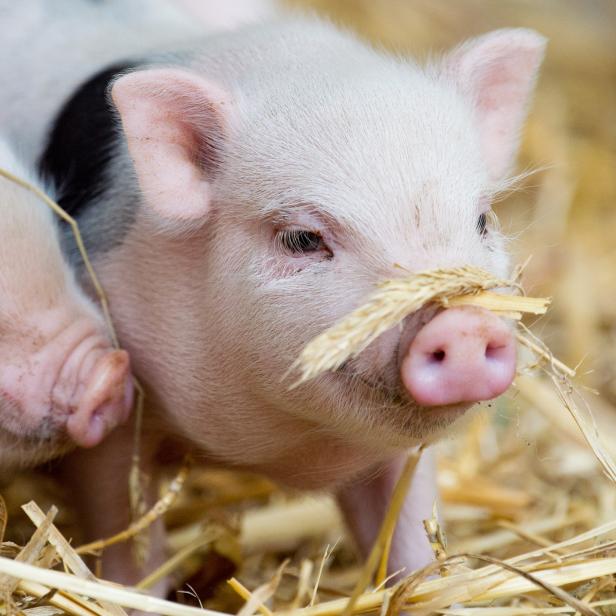 Minipigs im Zoo Hannover