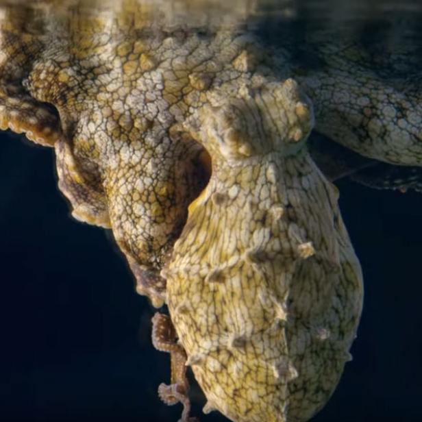 Ein farbenfroh schlafender Oktopus in einem Aquarium