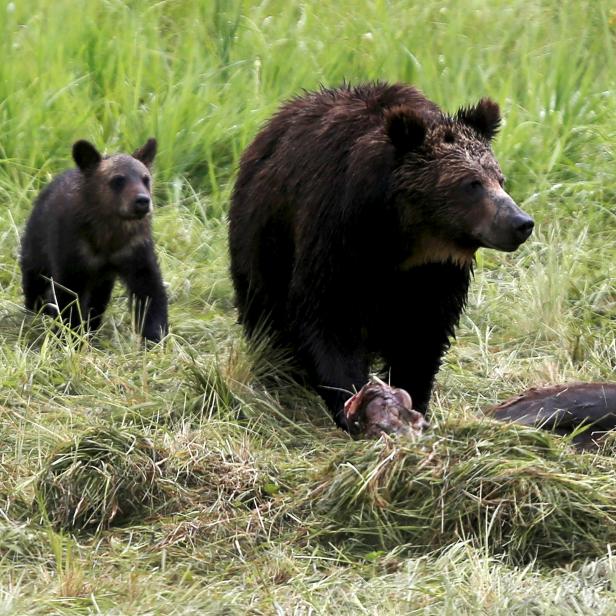 FILE PHOTO: FILE PHOTO:  A grizzly bear and her two cubs approach the carcass of a bison in Yellowstone National Park in Wyoming