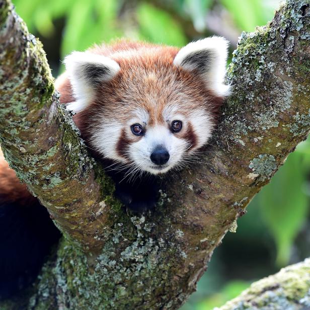 Ein einjähriger Roter Panda sitzt in den Bäumen, nachdem er erst kürzlich in ein neues Gehege im Manor Wildlife Park, St. Florence, in der Nähe von Tenby in Wales, gekommen ist.
