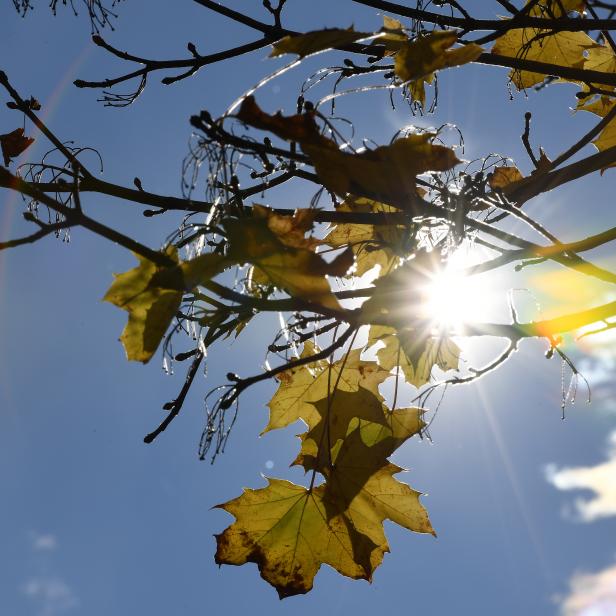 Sonnenlicht scheint durch Ahornblätter vor blauem Himmel.