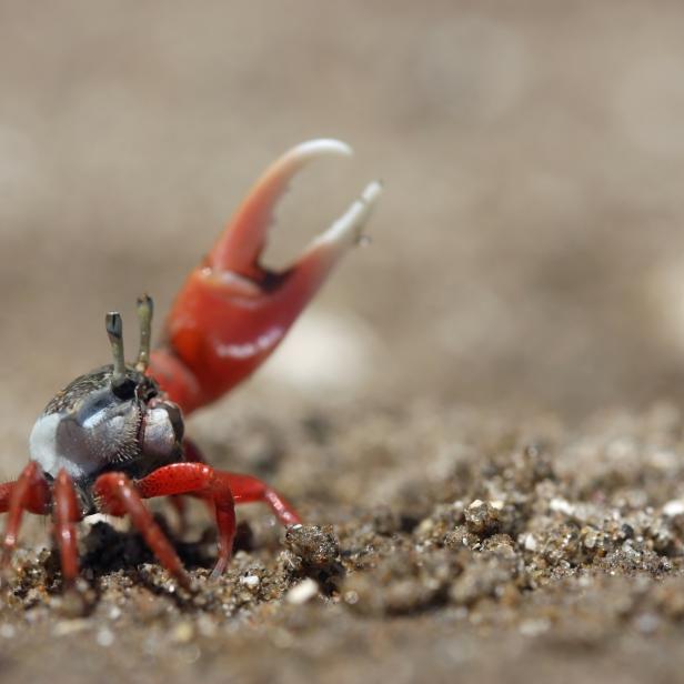 Fiddler Crab ( Uca uruguayensis )