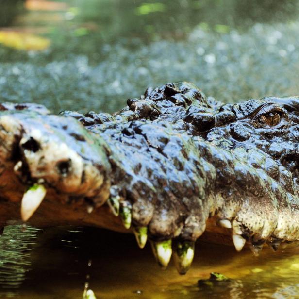 Der Mann wusste sich gegen das Krokodil zu wehren