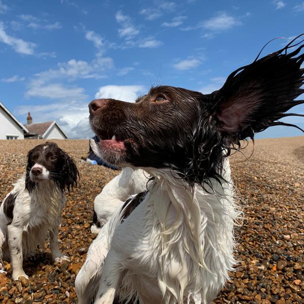 Hunde spielen am Strand in Shingle Street, Suffolk.