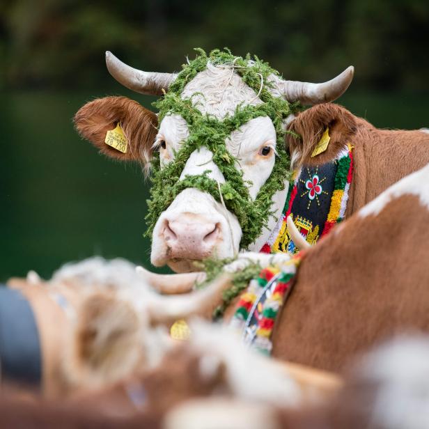 GERMANY-AGRICULTURE-CATTLE-DRIVE