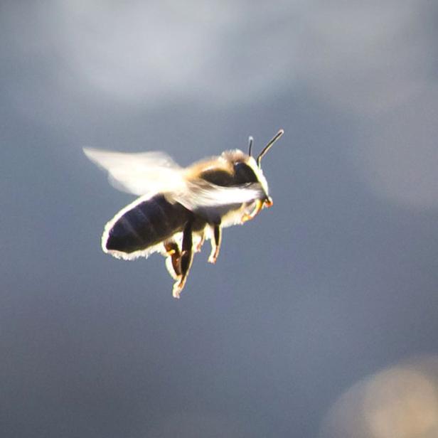 Eine Honigbiene fliegt vor einem unscharfen Hintergrund.