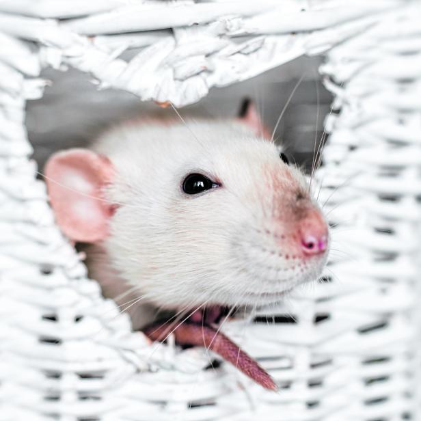 Cute fancy rat in heart shaped vase window