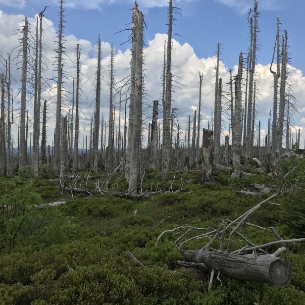 Viele abgestorbene Bäume ragen in einem Wald in den Himmel.
