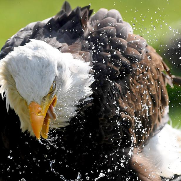 TOPSHOT-GERMANY-ANIMAL-EAGLE