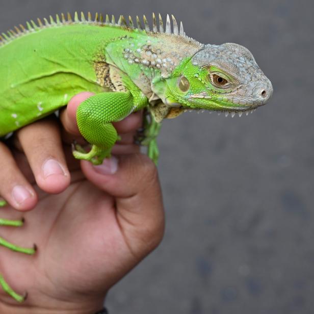 Eine grüne Leguan sitzt auf der Hand einer Person.