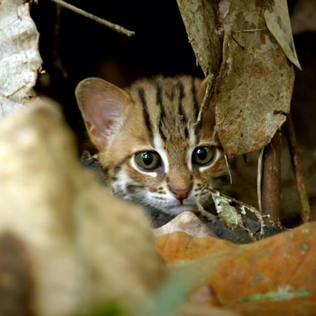 Eine Rostkatze im indischen Wald