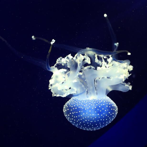 Eine Qualle mit blauem Körper und weißen Punkten schwebt im dunklen Wasser.