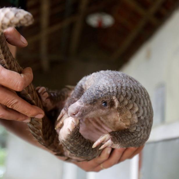 Ein Schuppentier wird von einer Person gehalten.