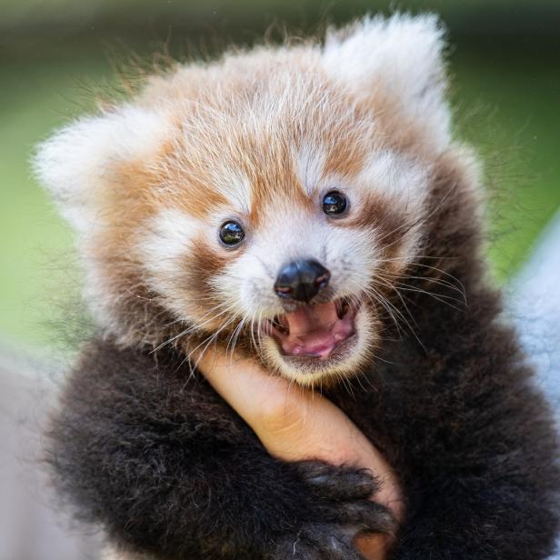 Ein Red Panda, das Wappentier des Browsers Firefox. Außerdem: cute.