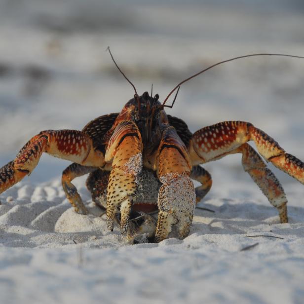 ein Palmendieb, auch bekannt als Coconut Crab