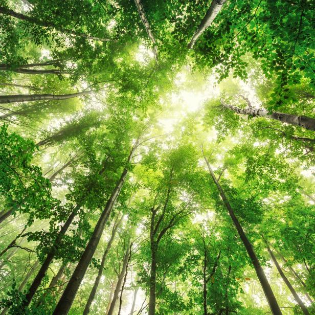 Lichtblick im Blätterdickicht: In den vergangenen Wochen wurde der Wald zum Corona-freien Sehnsuchtsort.