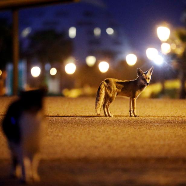 Red foxes roam amid the coronavirus disease (COVID-19) restrictions in the Israeli city of Ashkelon