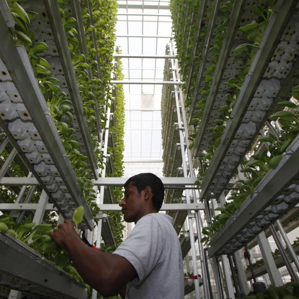 In der Farm von Sky Green in Singapur.