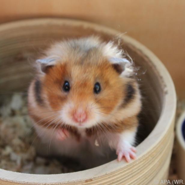 Ohne Maske infizierten sich zwei Drittel der Hamster binnen einer Woche