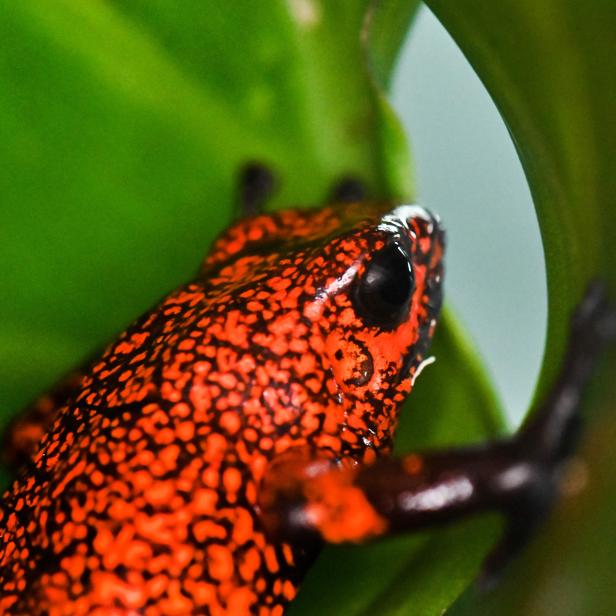 Ein rot-schwarz gefleckter Frosch sitzt auf einem grünen Blatt.