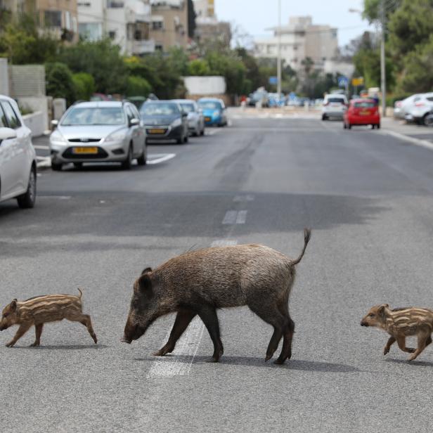 Coronavirus pandemic - wild animals roam free in Israel