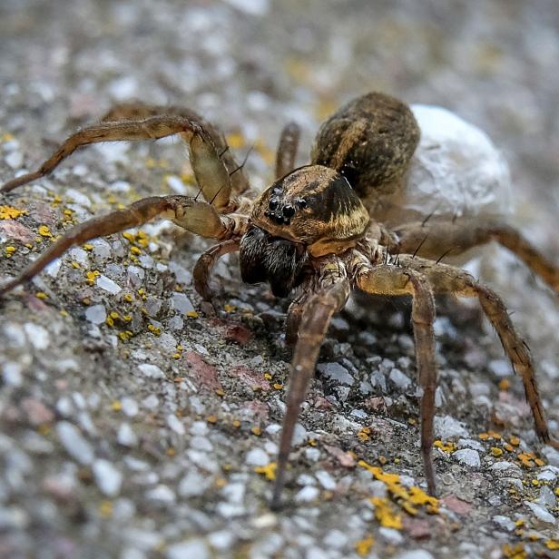 RUSSIA-NATURE-INSECT