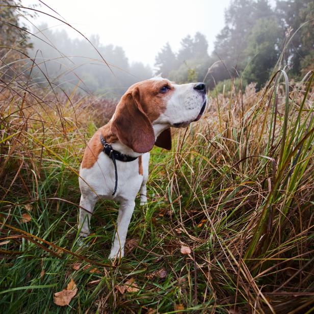 Small beagle in tall grass in forest