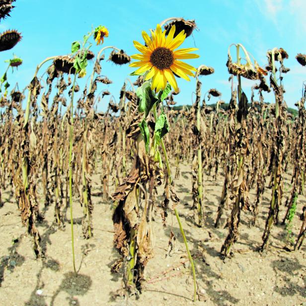 Ein einzelner gelber Sonnenblume inmitten eines Feldes aus verdorrten Sonnenblumen.