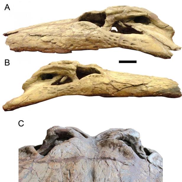 Der Schädel des Deinosuchus von beiden Seiten