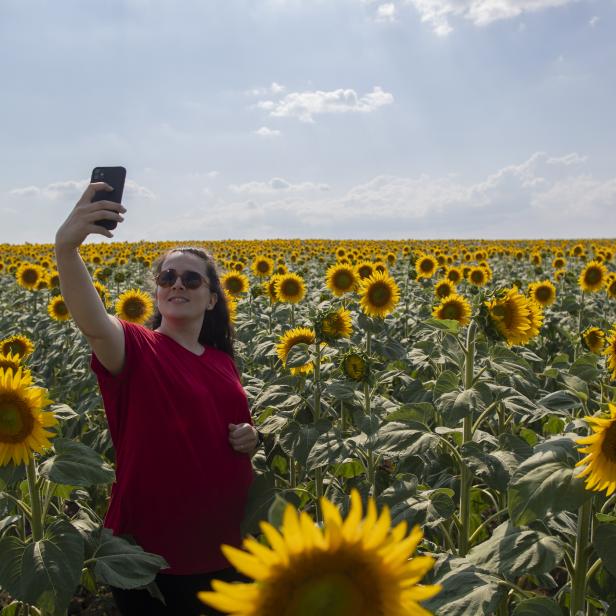 Sunflower field in Edirne