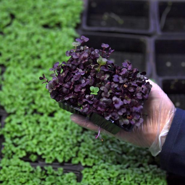 Eine Hand mit Handschuh hält eine Schale mit roten und grünen Mikrogrüns.