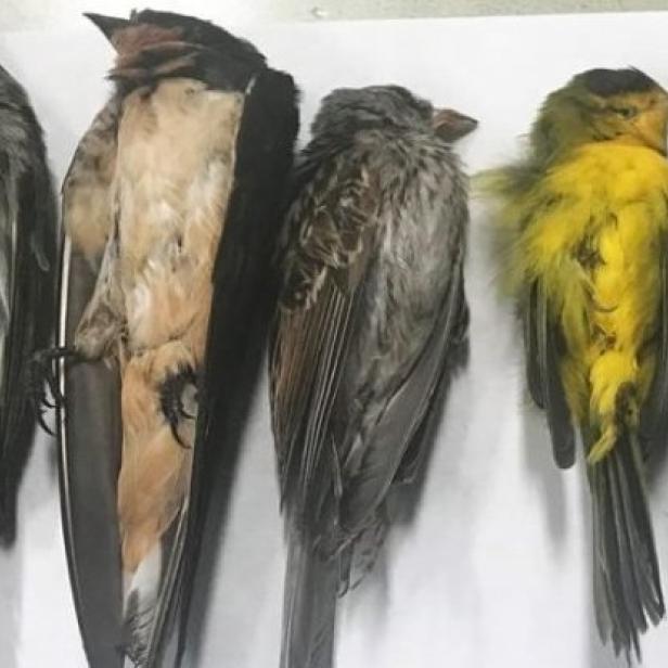 Mehrere tote Vögel liegen aufgereiht auf einem weißen Untergrund.