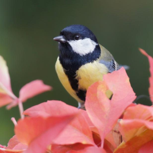 Great tit on wild wine
