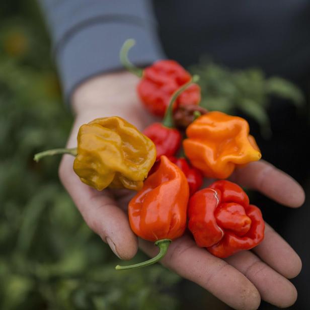 Eine Hand hält eine Auswahl an bunten, reifen Chilis.