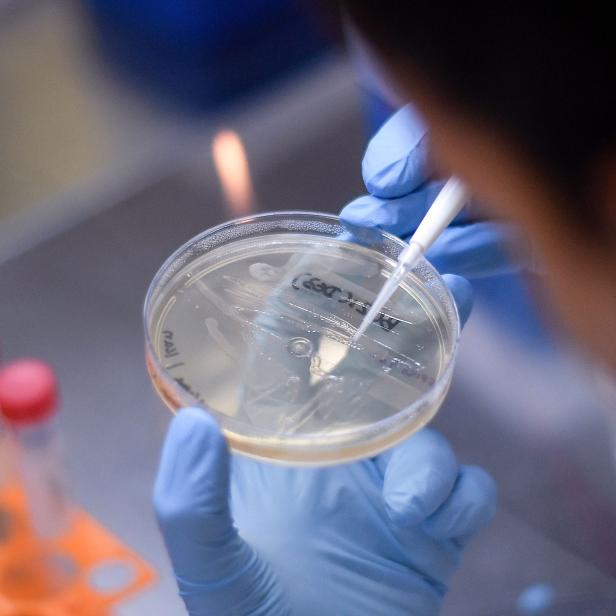 Ein Wissenschaftler beimpft eine Petrischale mit einer Pipette im Labor.