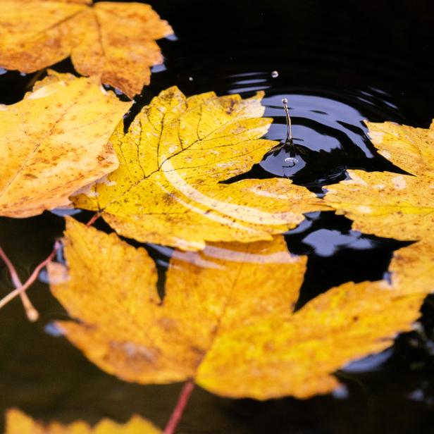 ++ THEMENBILD ++ HERBST / ZENTRALFRIEDHOF