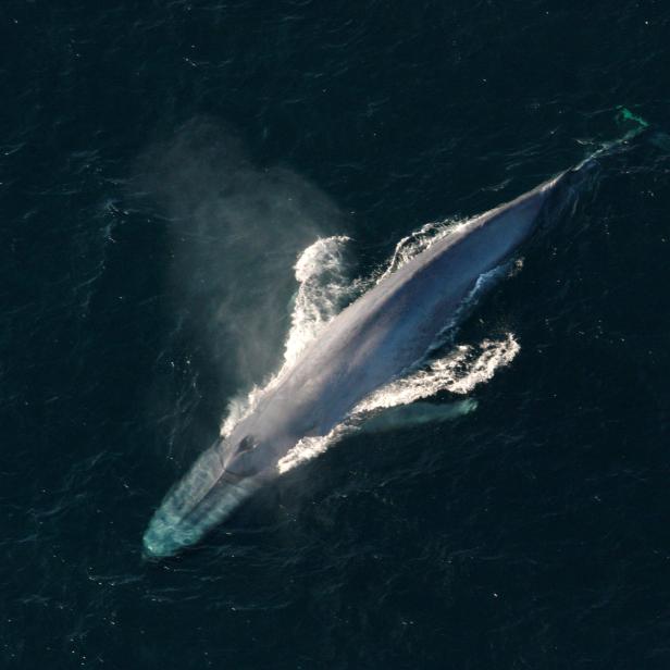 Blauwal taucht auf, um in einem undatierten Bild der NOAA zu atmen.