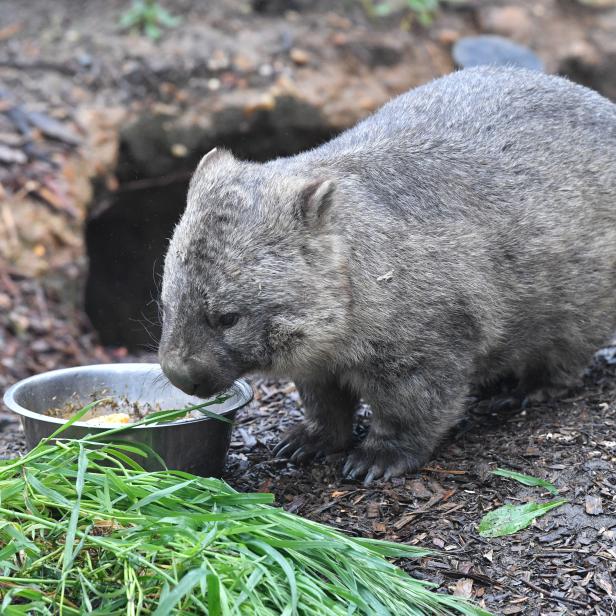 Five koalas and two wombats at South Australia's conservation park to be transferred to England