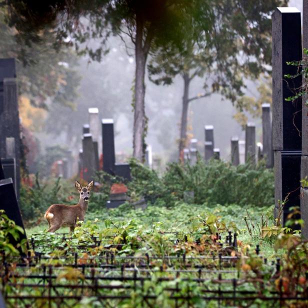 A deer stands between tombstones at the old Jewish part of the Zentralfriedhof cemetery on an autumn day ahead of All Saints Day in Vienna