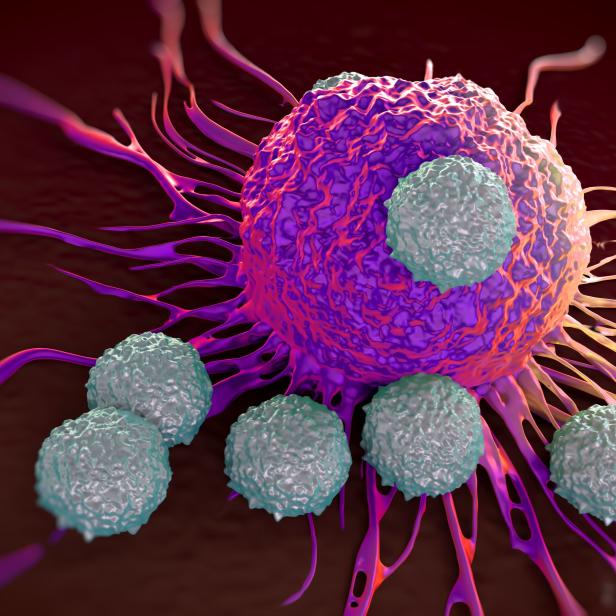 T-cells attacking cancer cell  illustration of  microscopic photos